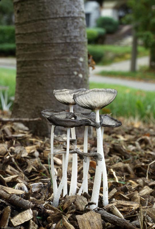 Coprinopsis lagopus